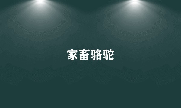 家畜骆驼