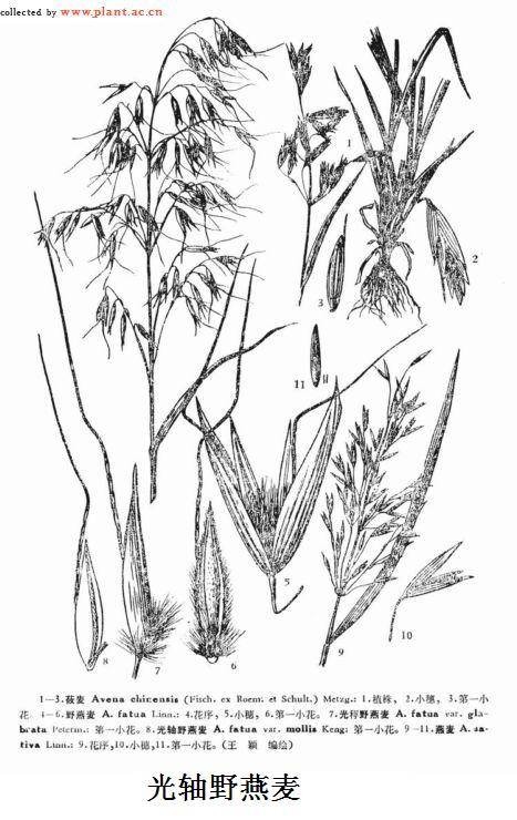 光稃野燕麦