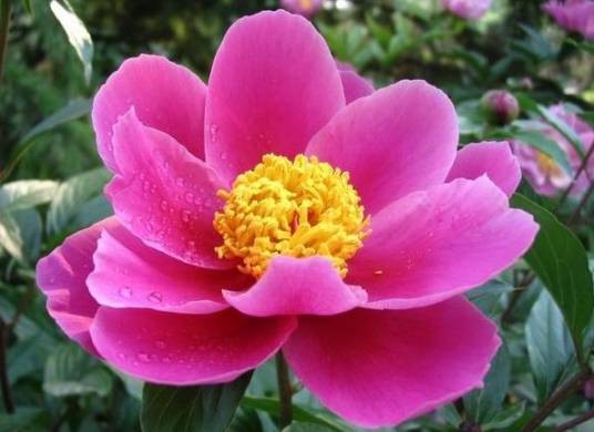 芍药组