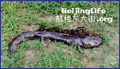 隐鳃鲵科