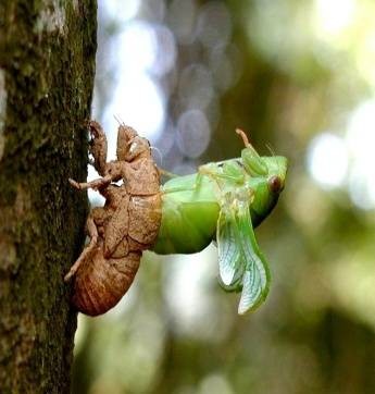破蛹（自然生物现象）