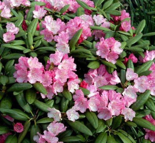 Azalea（杜鹃花科植物）
