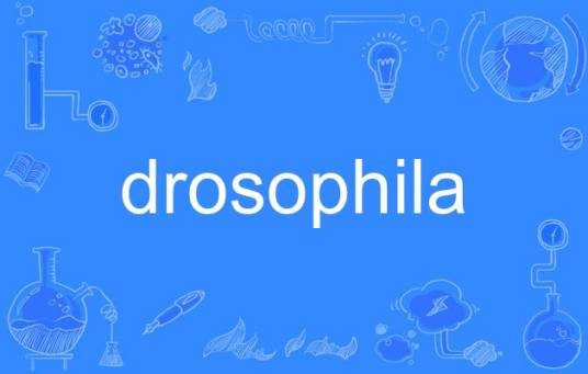 drosophila