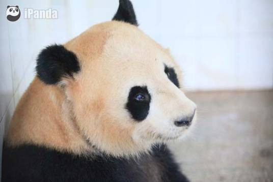 大熊猫兰仔