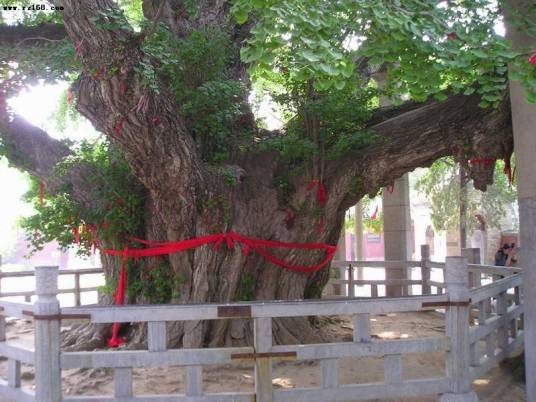 千年白果树（蒙城县千年白果树）