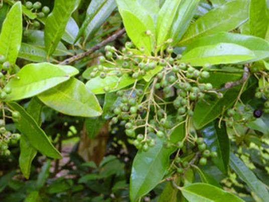 多香果（桃金娘科多香果属植物）
