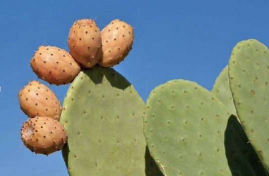 梨果仙人掌（仙人掌科仙人掌属植物）