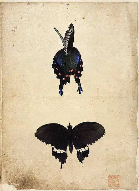 蝶 Butterfly