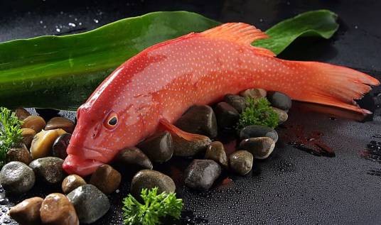 海南东星斑