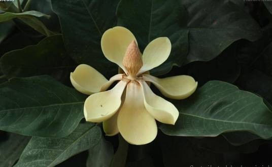 山木兰（木兰科长喙木兰属植物）