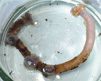 蛟龙号采集到神秘未知生物