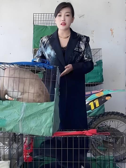 猎犬养殖明姐