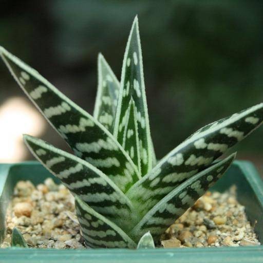 千代田锦（百合科芦荟属多肉植物）