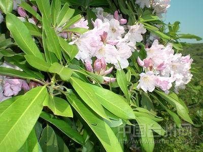 苍山杜鹃花