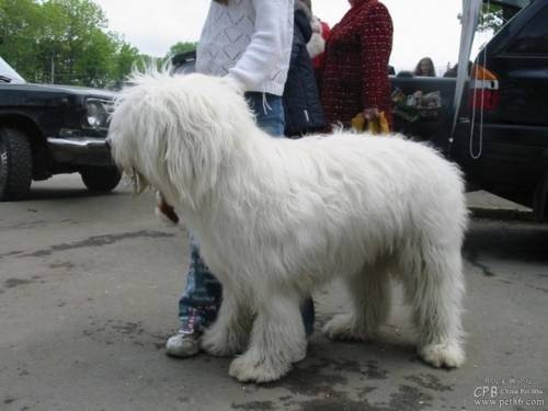 俄罗斯牧羊犬
