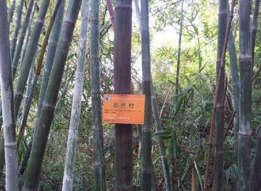 长宁库-云南龙竹群体