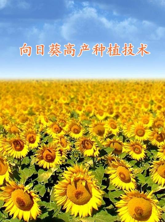 向日葵高产种植技术