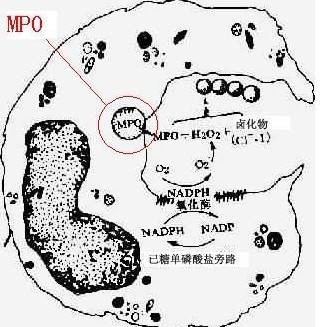 髓过氧化物酶缺乏症