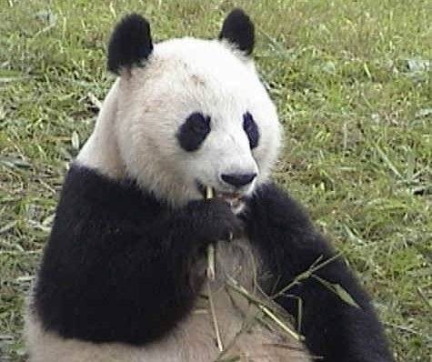 大熊猫成成