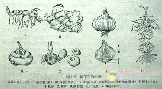 地下变态茎