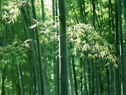 凤凰竹