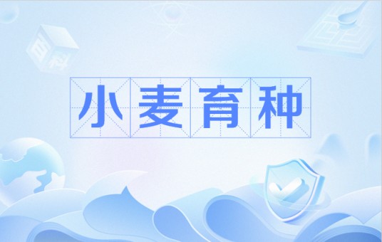 小麦育种