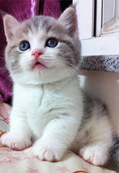 腊肠猫