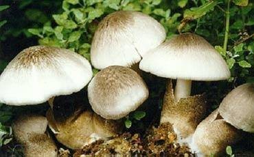 赤虹链霉菌