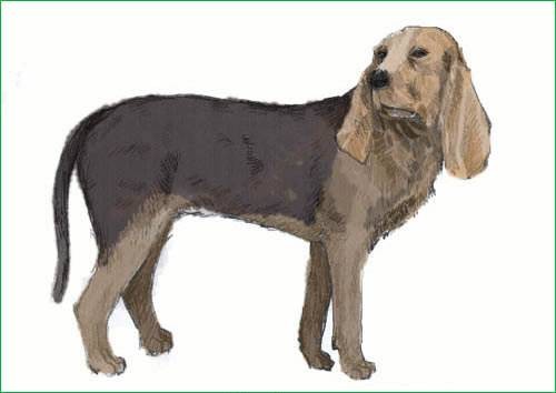 腓尼基猎犬