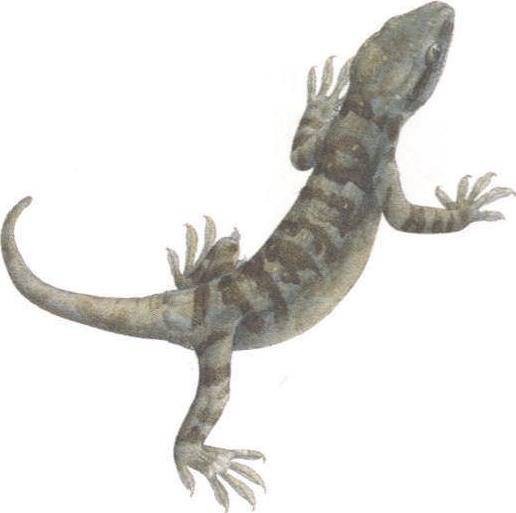 荔波壁虎