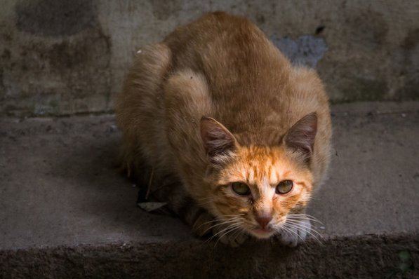 怎样驯服小野猫