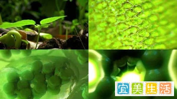 【科普】叶绿素含量测定范围及标准