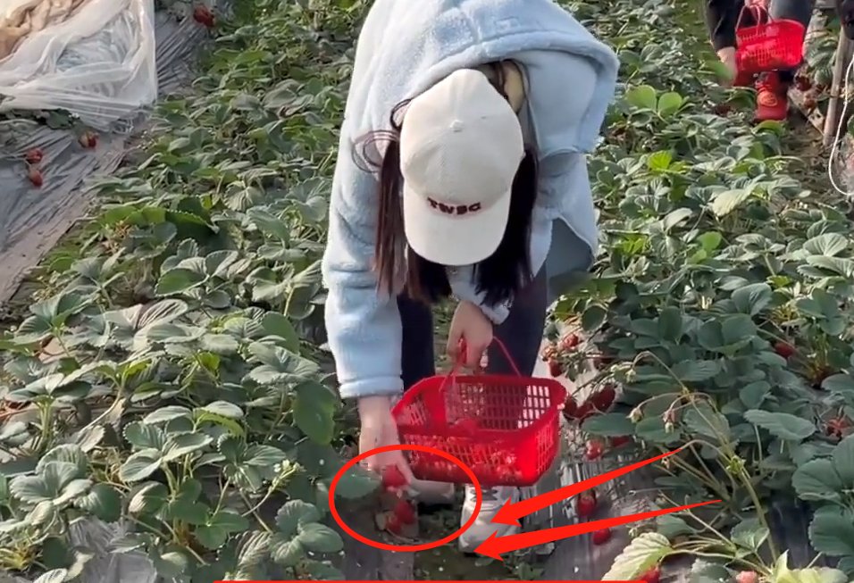 赵露思脱鞋吃草莓,谁看到她袜子的颜色了?网友直呼:“确定这是女明星?”