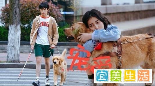 《宠爱》票房破4亿，让人落泪的拼盘电影，你看了吗？