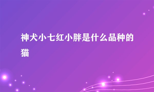 神犬小七红小胖是什么品种的猫