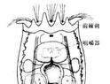 褶皱臂尾轮虫培养的方法