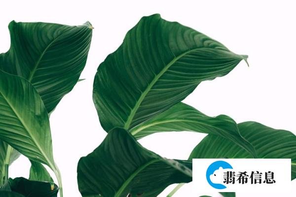 名人名言|七堇年经典语录33句