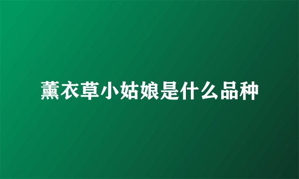 薰衣草小姑娘是什么品种