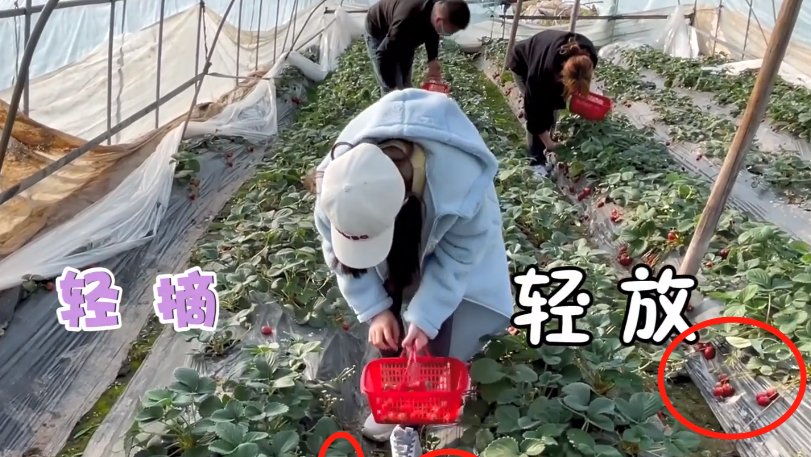 赵露思脱鞋吃草莓,谁看到她袜子的颜色了?网友直呼:“确定这是女明星?”