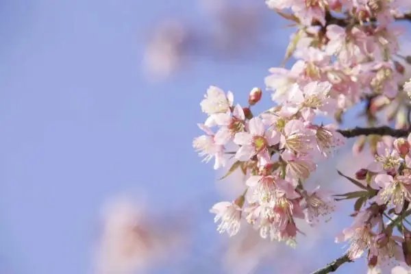 从指尖传出的热情2未增删翻译樱花