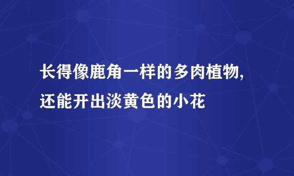 长得像鹿角一样的多肉植物, 还能开出淡黄色的小花