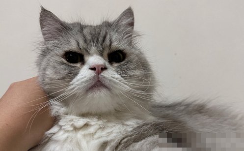 如何看待网购宠物猫开盲盒现状？