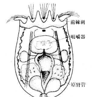 褶皱臂尾轮虫培养的方法