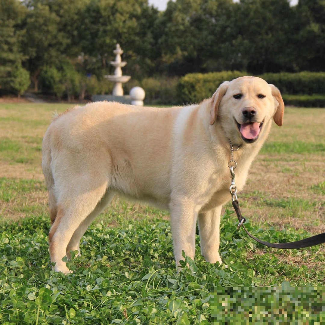拉布拉多贵宾犬优缺点
