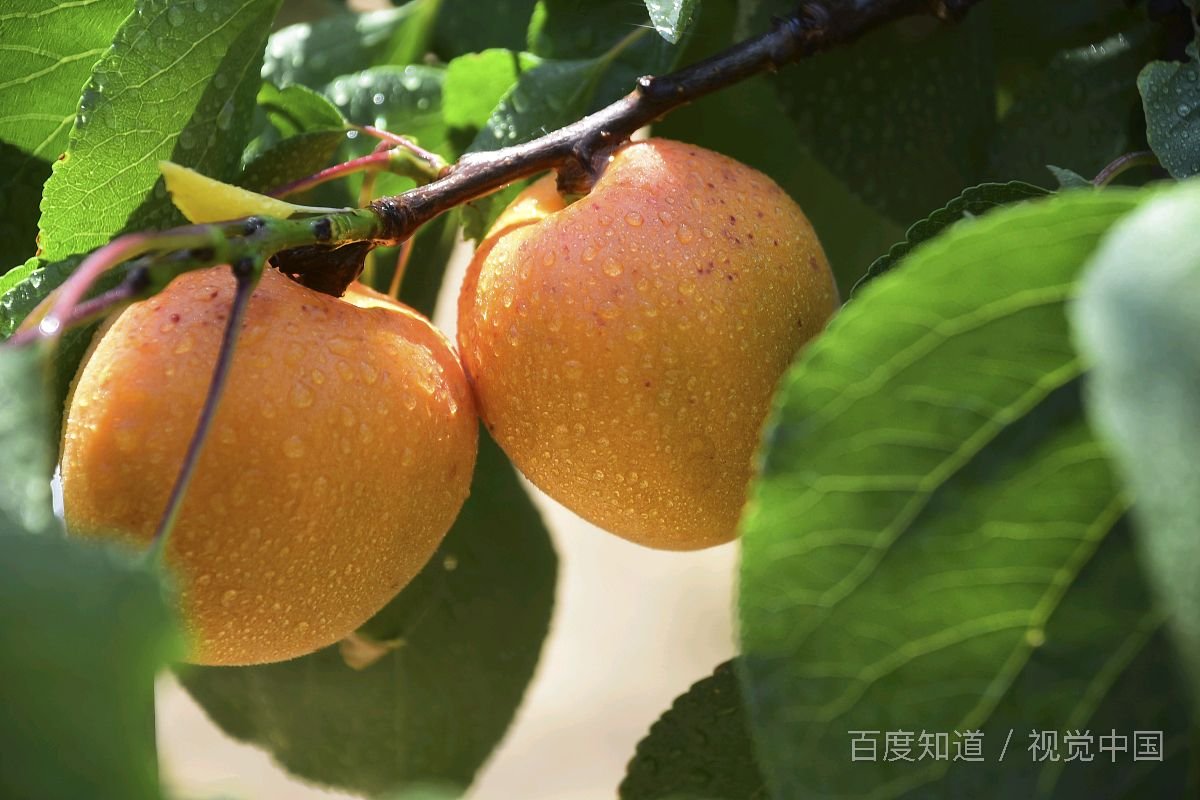 三衢道中这首诗是什么季节的景象？从哪些地方可以看出来？