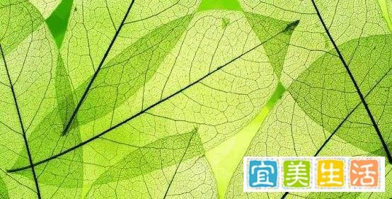 【科普】叶绿素含量测定范围及标准