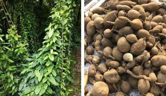 2024年适合新手种植的药材，亩收入8000-12万元，利润高，不愁销路！