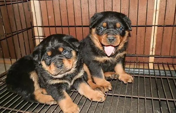 西安德牧犬舍有哪些？其中哪个口碑最好？