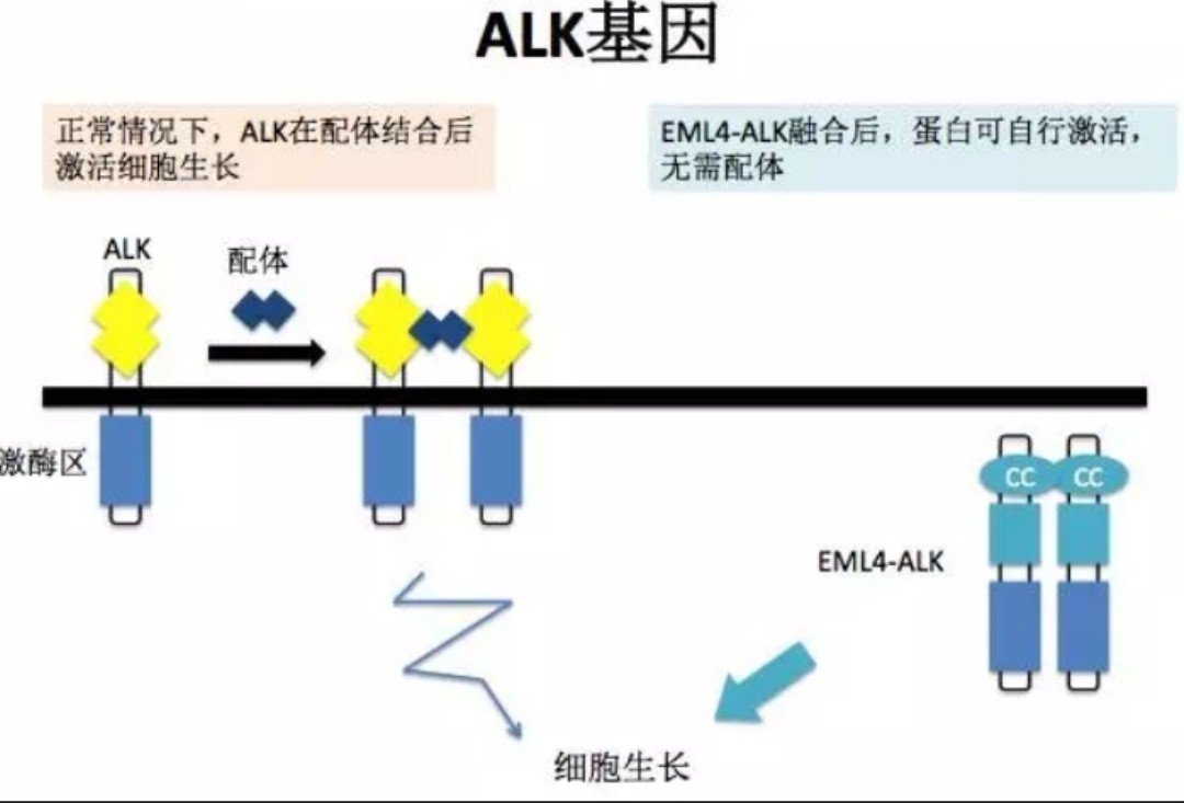 alk怎么读