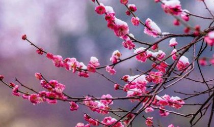 梅花爱雪雪不知，开在雪中当情痴。是什么意思？